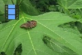 Scene 56_flighthss_HESPERIIDAE taking off leaf